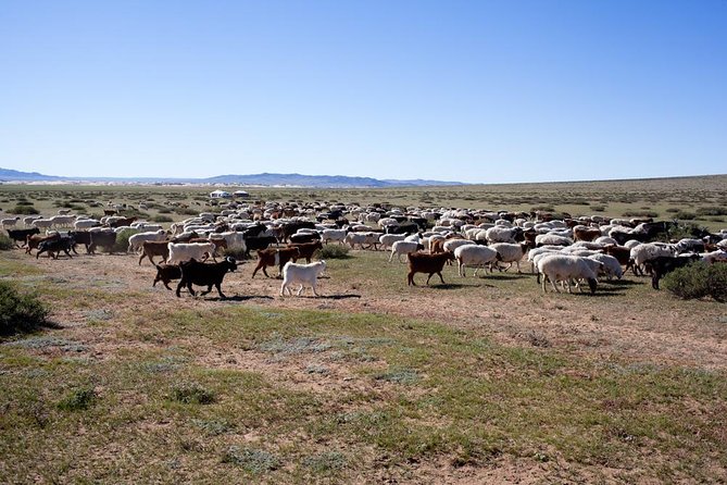 1 Day Coach Tour of Genghis Khan Statue Complex and Terelj National Park Including Lunch - Horseback riding: worthwhile, but not guaranteed time