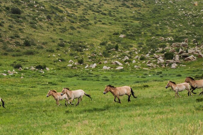 1 Day Semi-Gobi Tour Including Lunch And Free Camel +Bonus Khustai National Park - What the camel ride is really like
