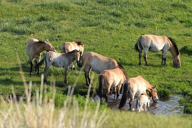 1 Day Semi-Gobi Tour Including Lunch And Free Camel +Bonus Khustai National Park - The Khustai National Park bonus