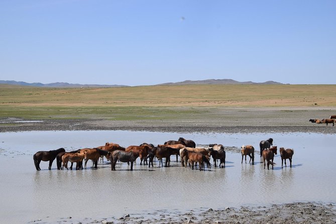 2 day Central Mongolia - Day one: paved road, semi-Gobi scenery, and camel country