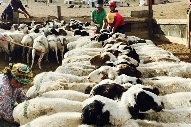 2D,1N Gobi desert and Old city Kharkhorum stay with Nomadic family - Food, transport, and what the $500 price covers