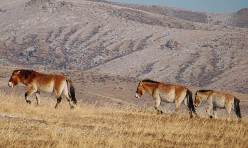 4 Days Central Mongolia-Amazing experiece - Ger camps, food, and the level of comfort