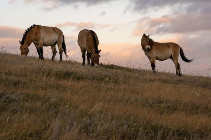 4 Days Central Mongolia-Amazing experiece - Who will get the most from this trip