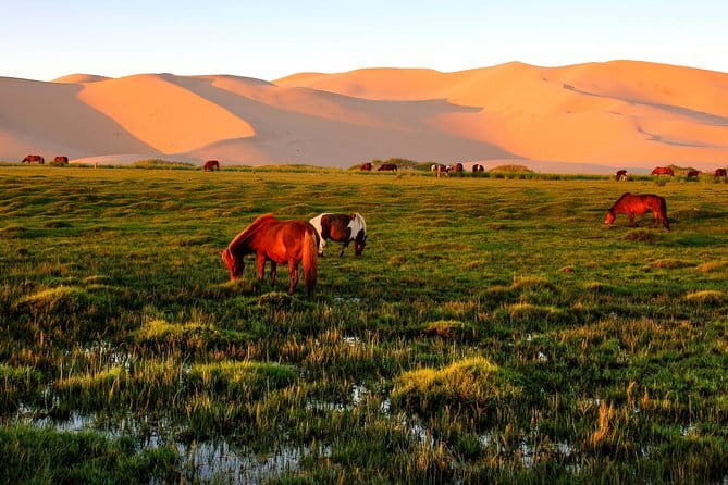 6 Days Color of Gobi Desert - Day 2: White Stupa and an ancient seabed