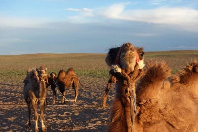 7 days Central Mongolia and Great Gobi - Tsagaan Suvarga and the Gobi’s colored cliffs