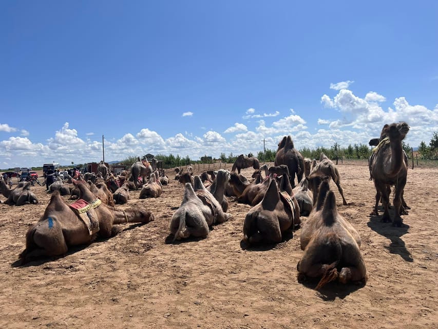 Camel Trails and Bird Tales: Discovering Elsen Tasarkhai - Lunch, timing, and what the day feels like