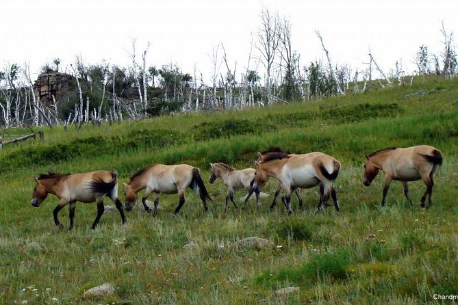 Day Tour of Hustai National Park - The 9 a.m. pickup and the road west