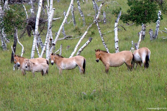 Day Tour of Hustai National Park - What the $175 price really covers