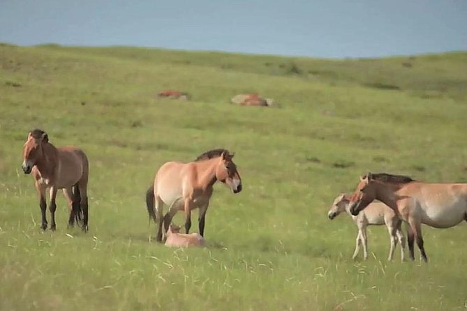 Day Tour of Hustai National Park - Problems to watch for before leaving Ulaanbaatar