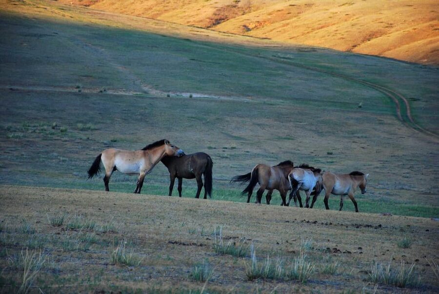 Day tour to Hustai national park - Key points to know before you book
