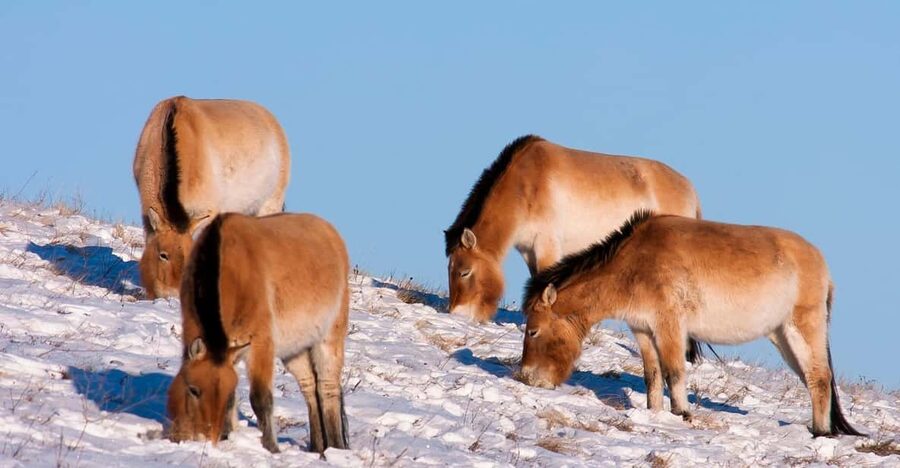 Day tour to Hustai national park - Finding the Przewalski’s horses
