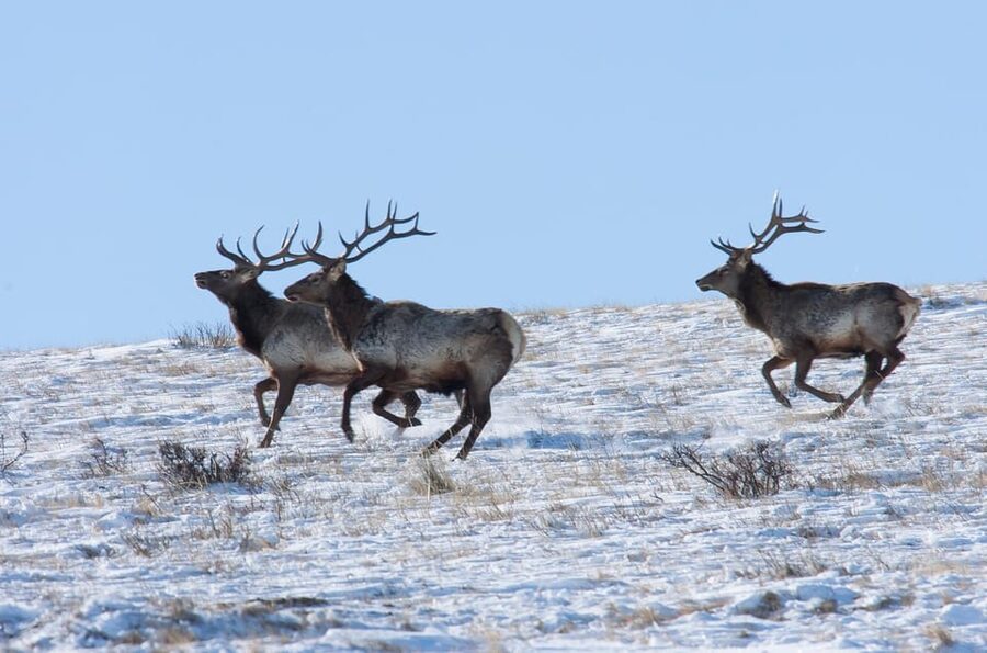 Day tour to Hustai national park - Who will enjoy this day trip
