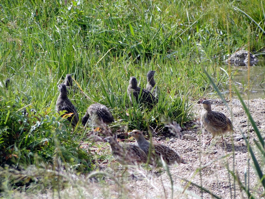 From Ulaanbaatar: Day Trip to Hustai National Park - Who will enjoy this most?