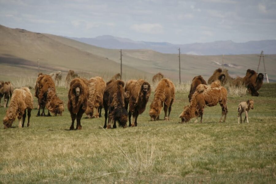 From Ulaanbaatar: Day Trip to Hustai National Park - Searching the valleys for Przewalski horses