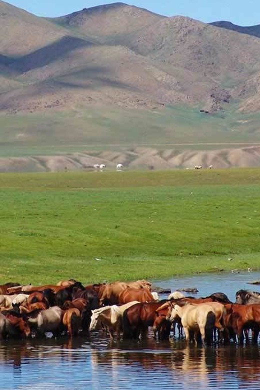From Ulaanbaatar: Day Trip to Hustai National Park - How much value do you get for $195?