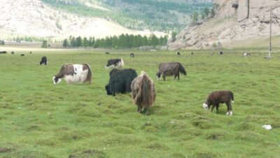 Guided Day Tour Terelj National Park Chinggis Khaan Statue