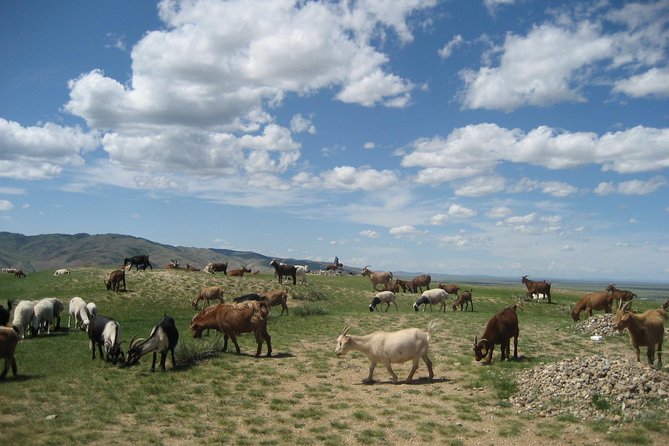 Mini Gobi and the ancient capital Kharkhorin - 4 days - Bactrian camel riding and the final return to Ulaanbaatar