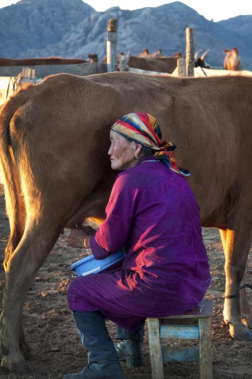 MONGOLIAN NOMADS: 2-Day Horse Trekking & Cow Milking Tour - Evening milking and a family meal