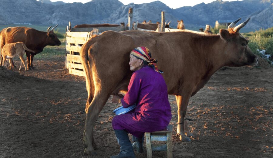 MONGOLIAN NOMADS: 2-Day Horse Trekking & Cow Milking Tour - A separate ger under the Mongolian night sky