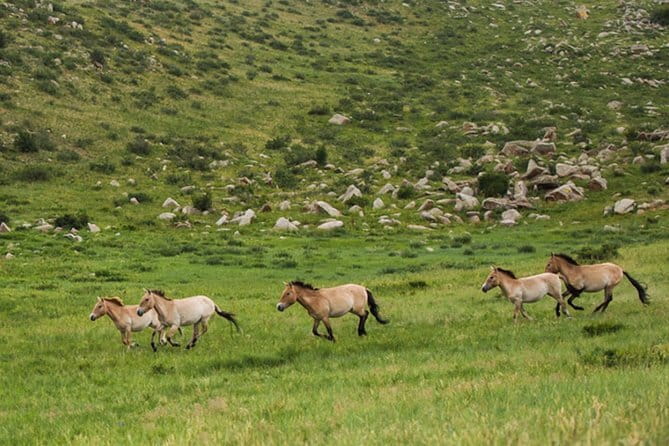 Private Full-Day Cycling Tour from Ulaanbaatar - A picnic at 1,750 meters