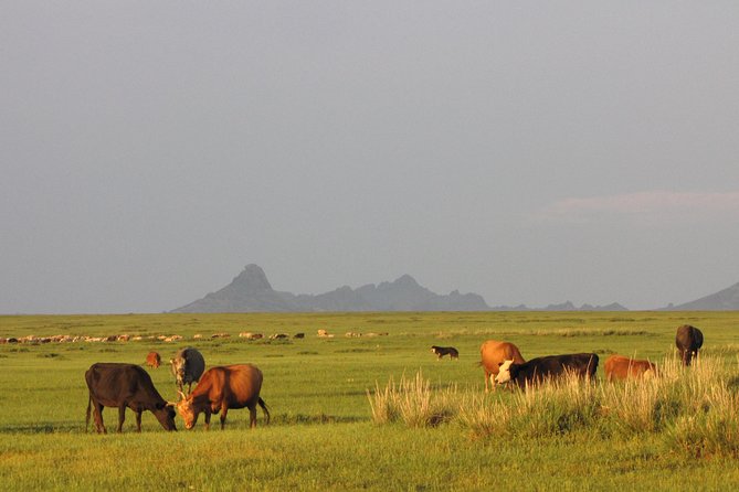 The Best of Central Mongolia Tour in 5 Days - How Baganaa shapes the experience