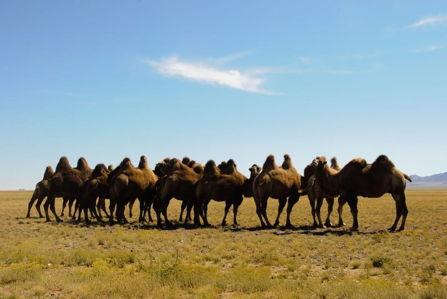 Ulaanbaatar: Semi-Gobi Desert Day Trip & Camel Ride - Key points at a glance