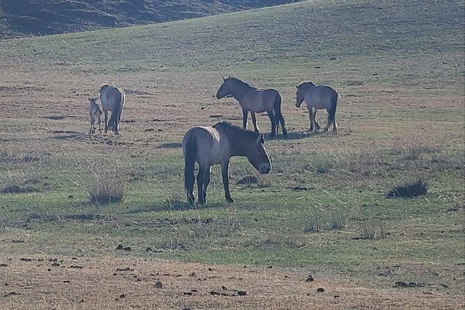 Wildlife Watching Day Tour at Hustai National Park - The two-hour road from Ulaanbaatar